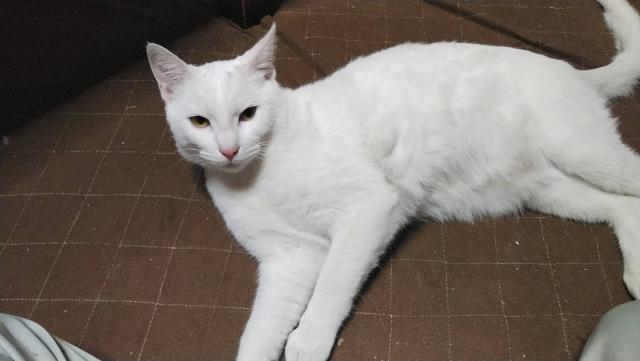ユキ