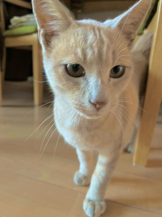 ミミ