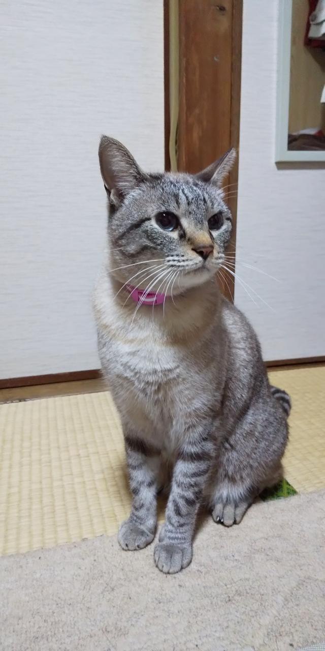 タミちゃん