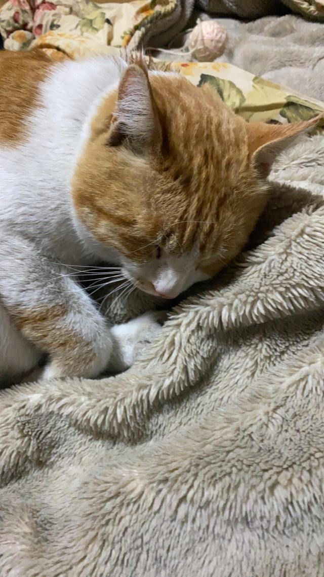 トラ