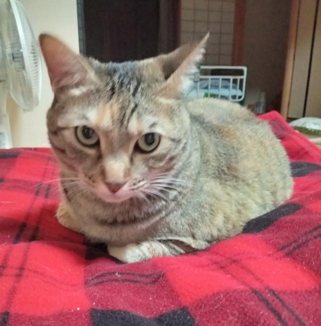 こはる