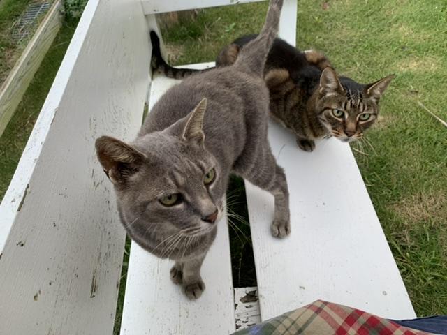 ニャーゴとベル　親子