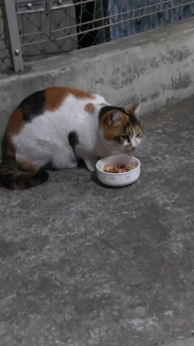 みーちゃん
