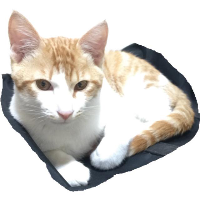 茶太郎