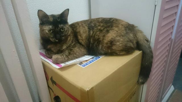 れたす