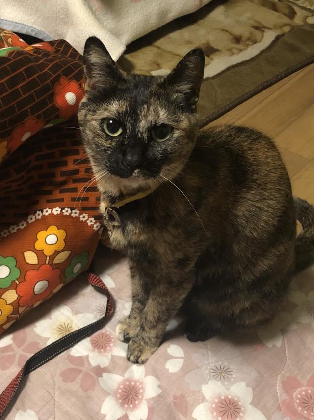 ちび