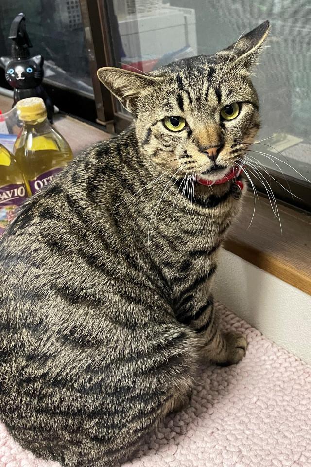 たま
