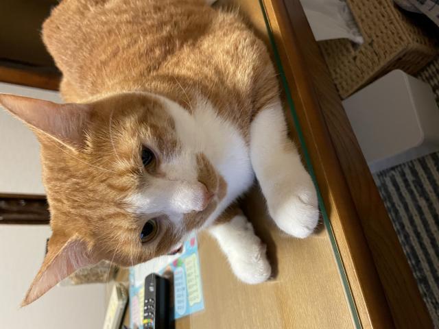 こたろう