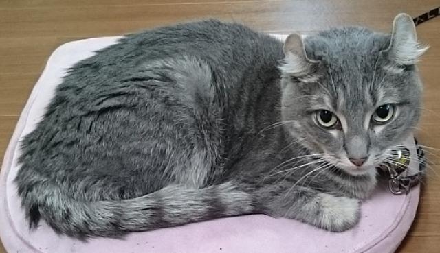 のあ