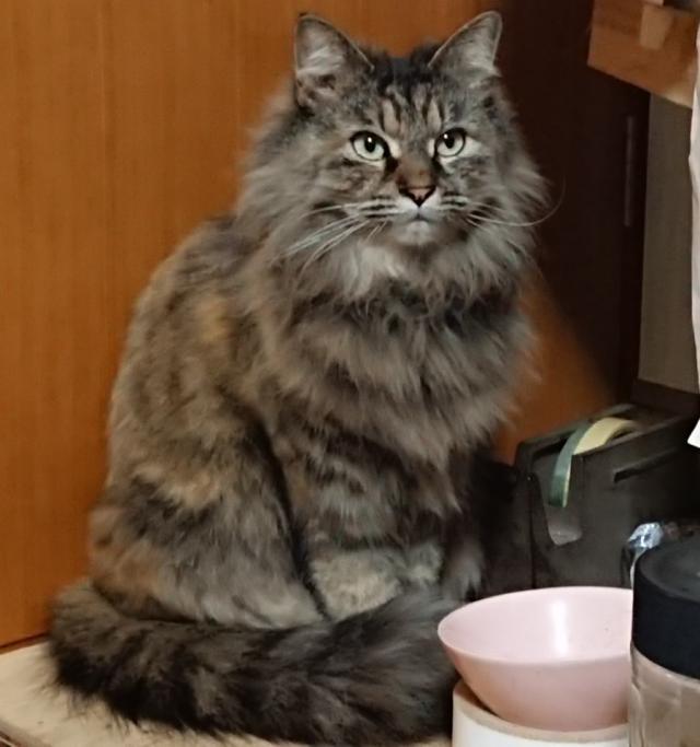 もも