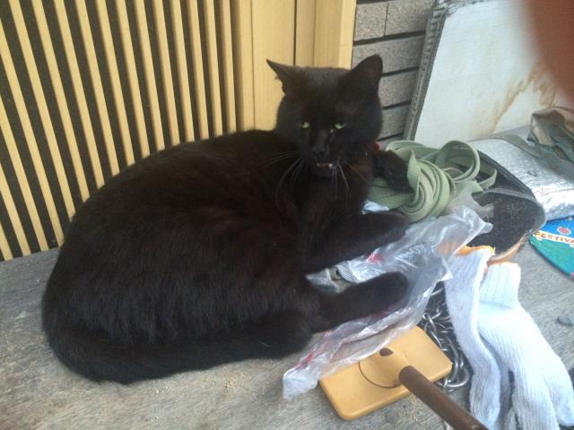 ねぎま