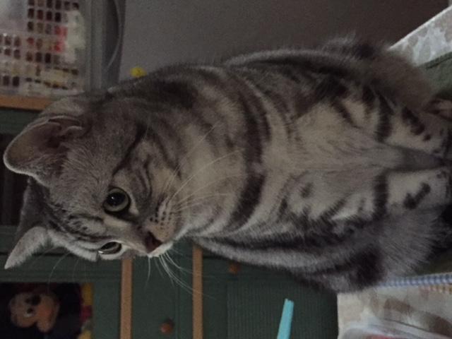 メール