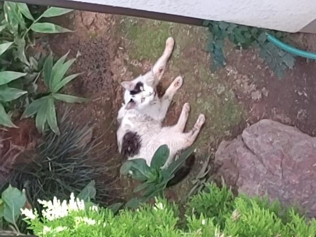 ウッシー
