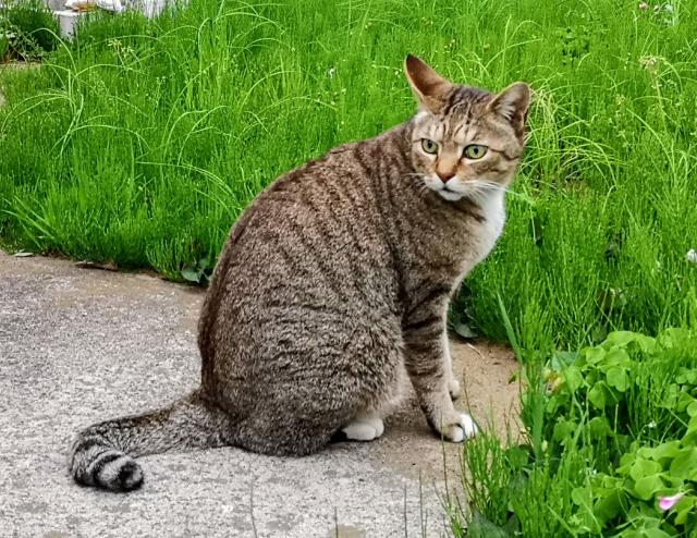 ちびた