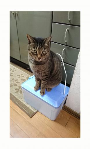 チョコ