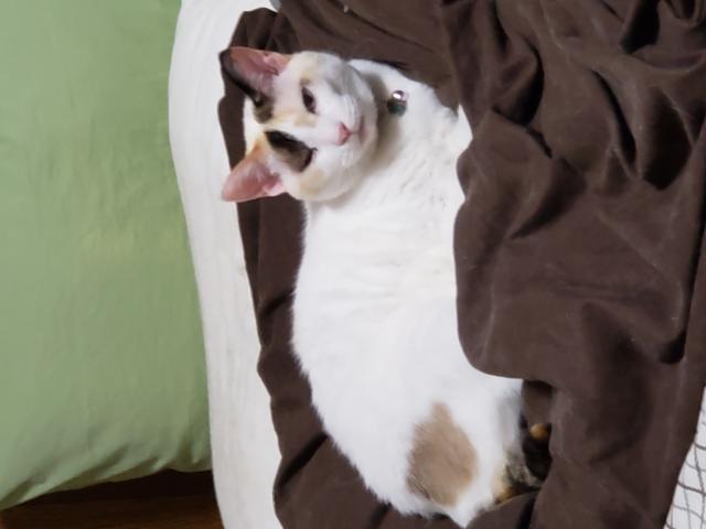 粒(つぶ)