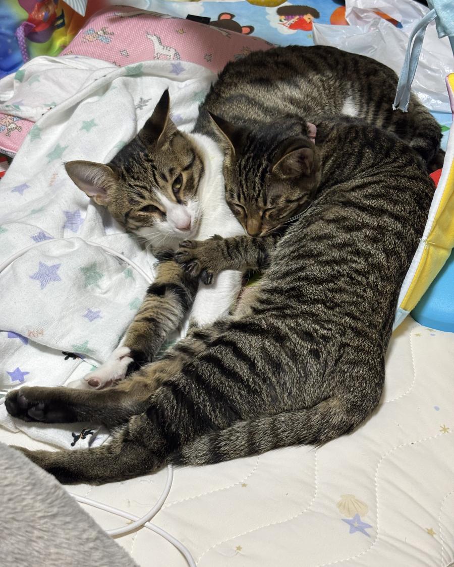 びび・かる