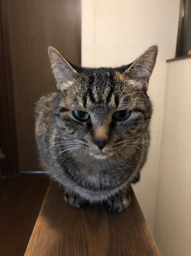 モモ