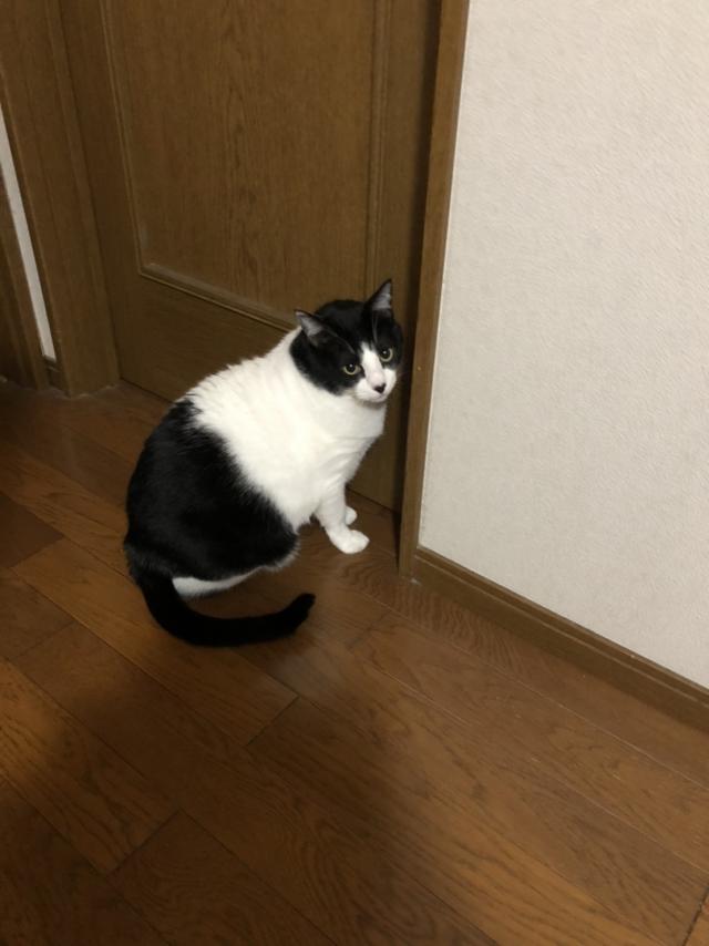 グラ