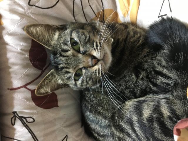 なつめ