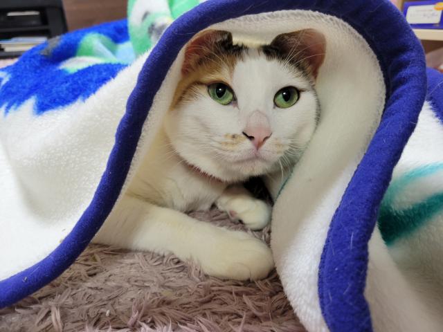 もも