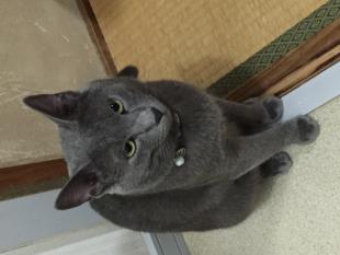 マル
