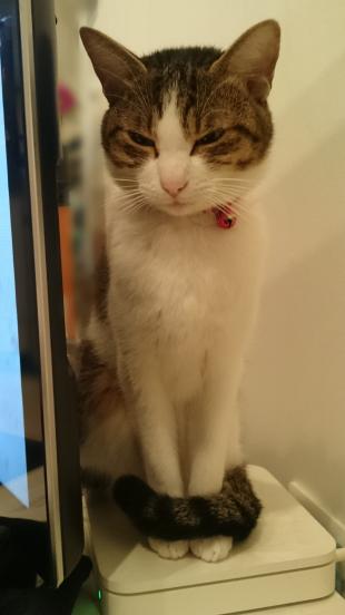 チョコビ