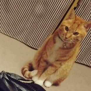 モカ