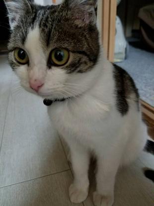 てとら