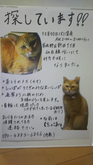 ちょこ