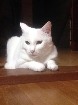 チッチ