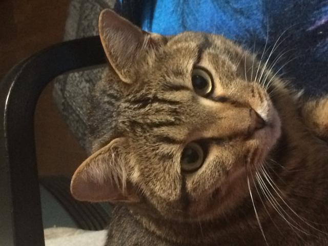 ゴモク