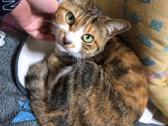 ふーたん