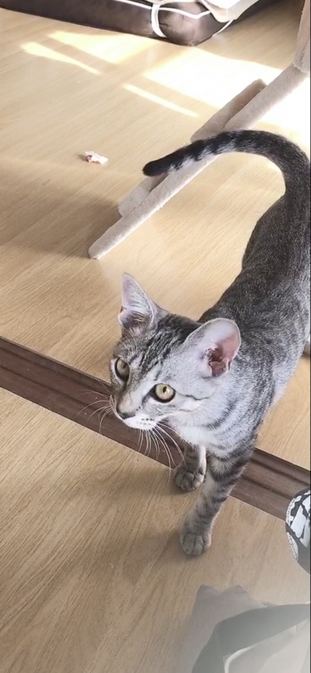 ラン