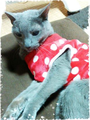にゃっ太