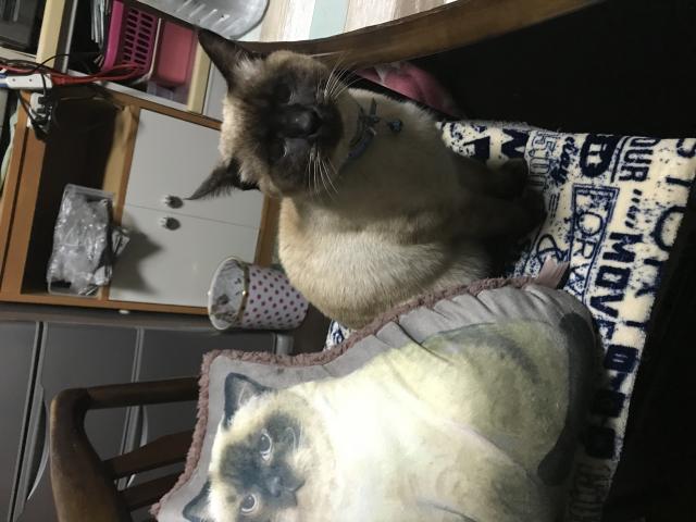 ポコ