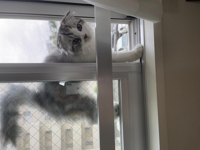 ゆづ