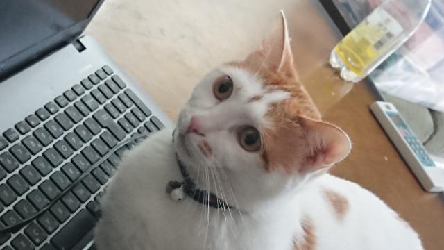 ゴモ