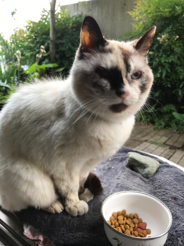 ニーナ