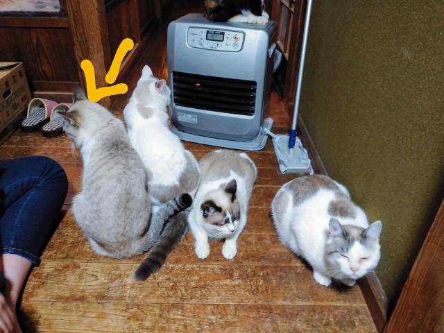 きなこ