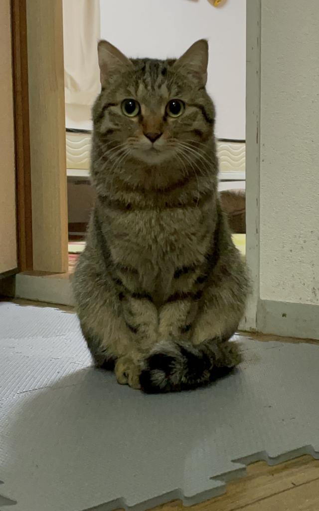 木陰（こかげ）