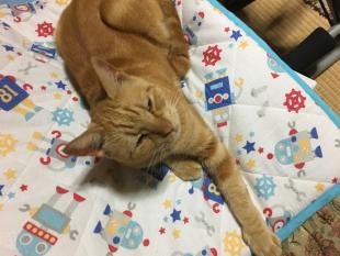 ちゃあたろう