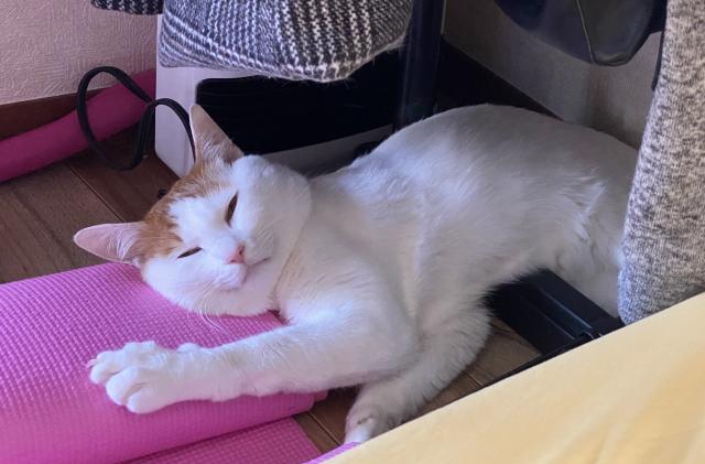 コン