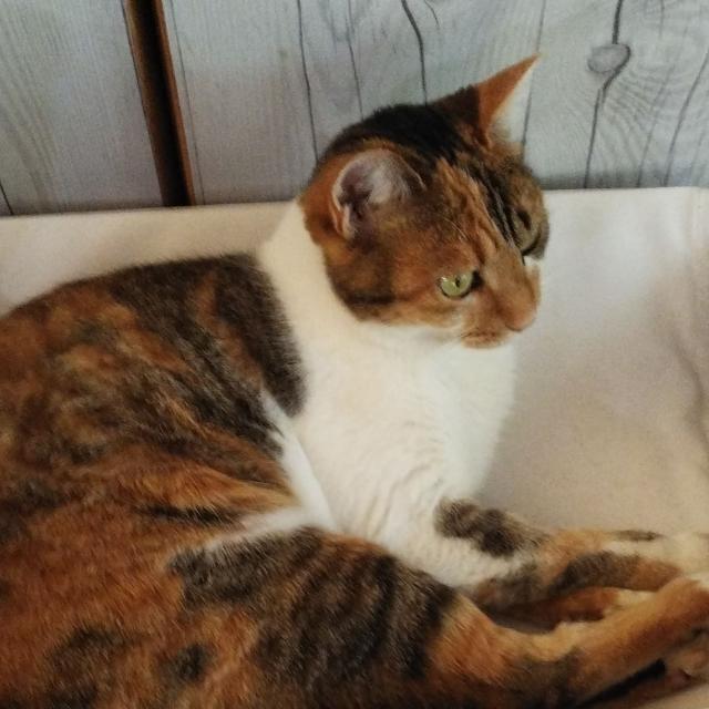ちゃこ
