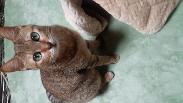 ヒメ