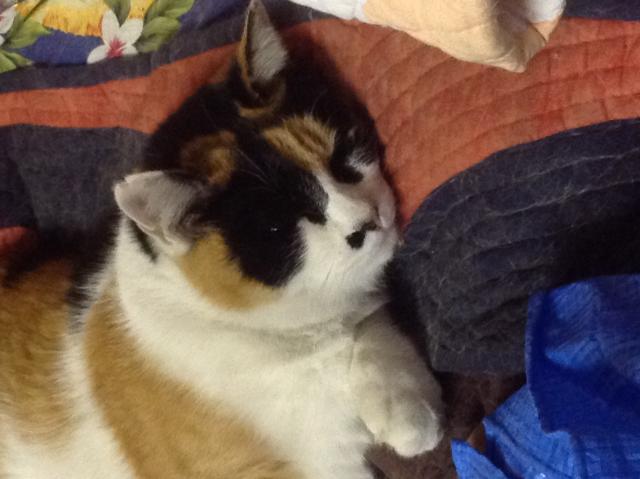 おねえ