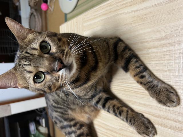 レオン