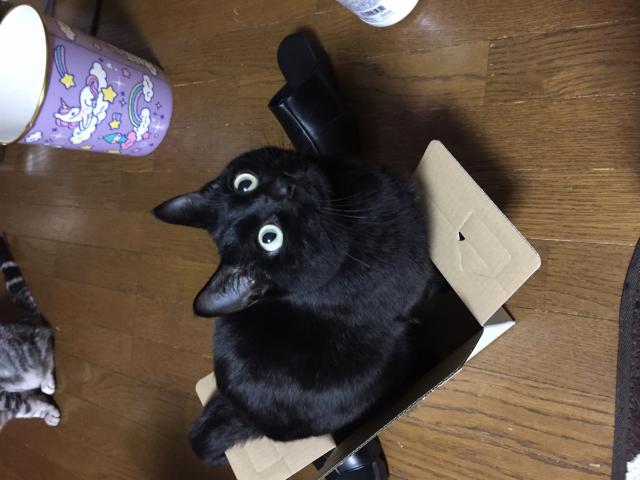 レン