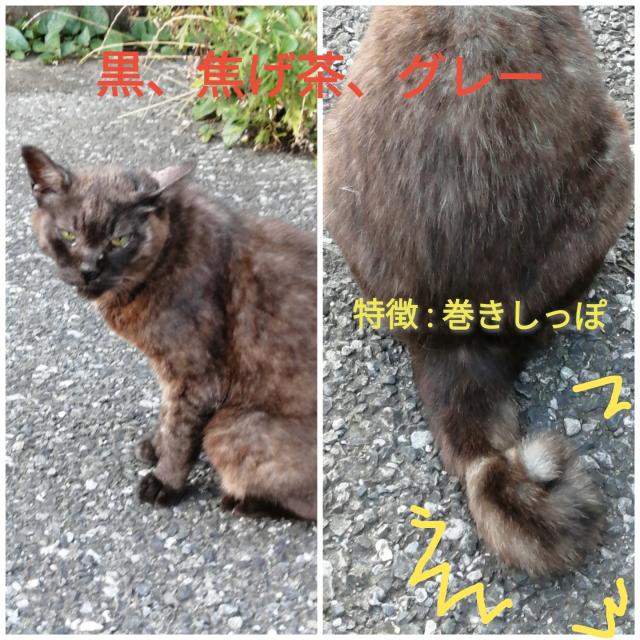 ココア