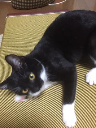 くつした
